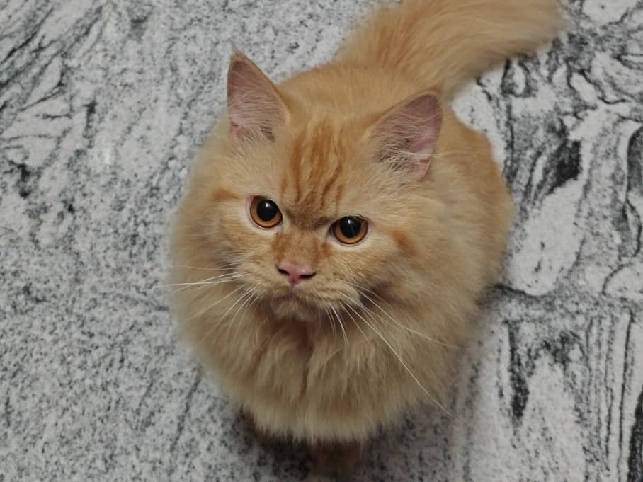 Persian 1 year old male named Michael for breeding in Theni, Tamil Nadu | Petmeetly