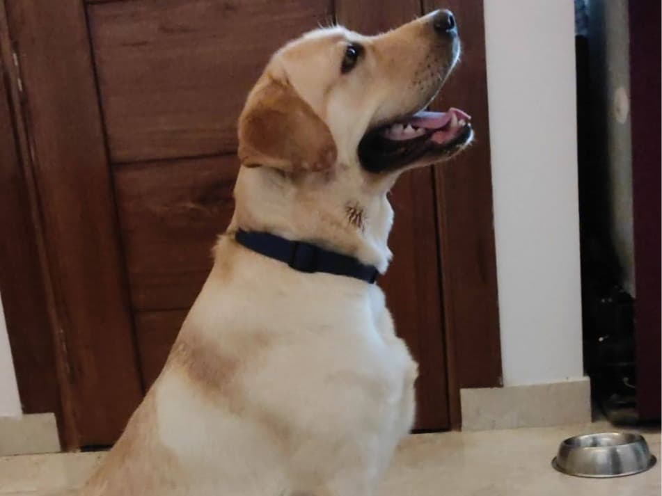 English Labrador Retriever 4 years 2 months old male large named Baagi for breeding in Ghaziabad, Uttar Pradesh | Petmeetly