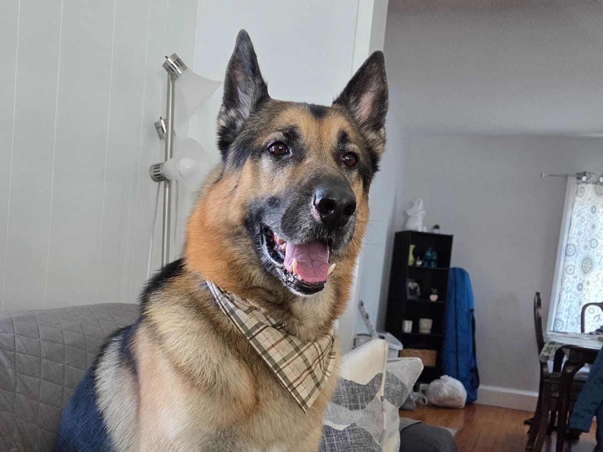 German Shepherd 6 years old male large named Manny for breeding in Worcester, Massachusetts | Petmeetly
