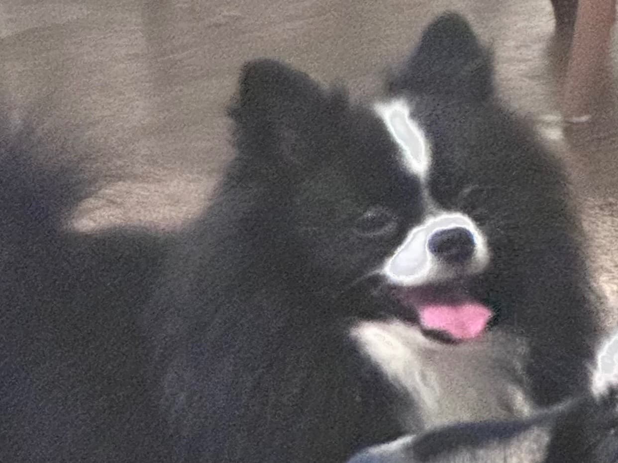 Pomeranian 4 years old male small named onix for breeding in Gastonia, North Carolina | Petmeetly