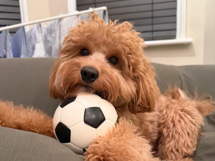 Maltipoo 1 year 4 months old male medium named Stuart for breeding in Chelsea, England | Petmeetly