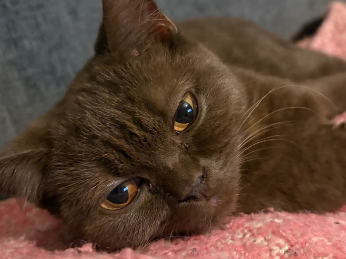 British Shorthair 1 year old female named Cocoa for breeding in West Midlands, England | Petmeetly