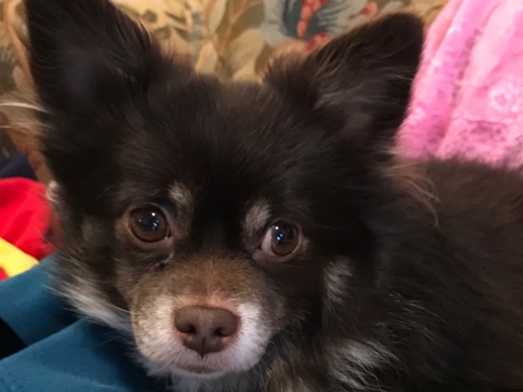 Pomeranian 3 years 1 month old male small named Bentley for breeding in Brooklyn Center, Minnesota | Petmeetly
