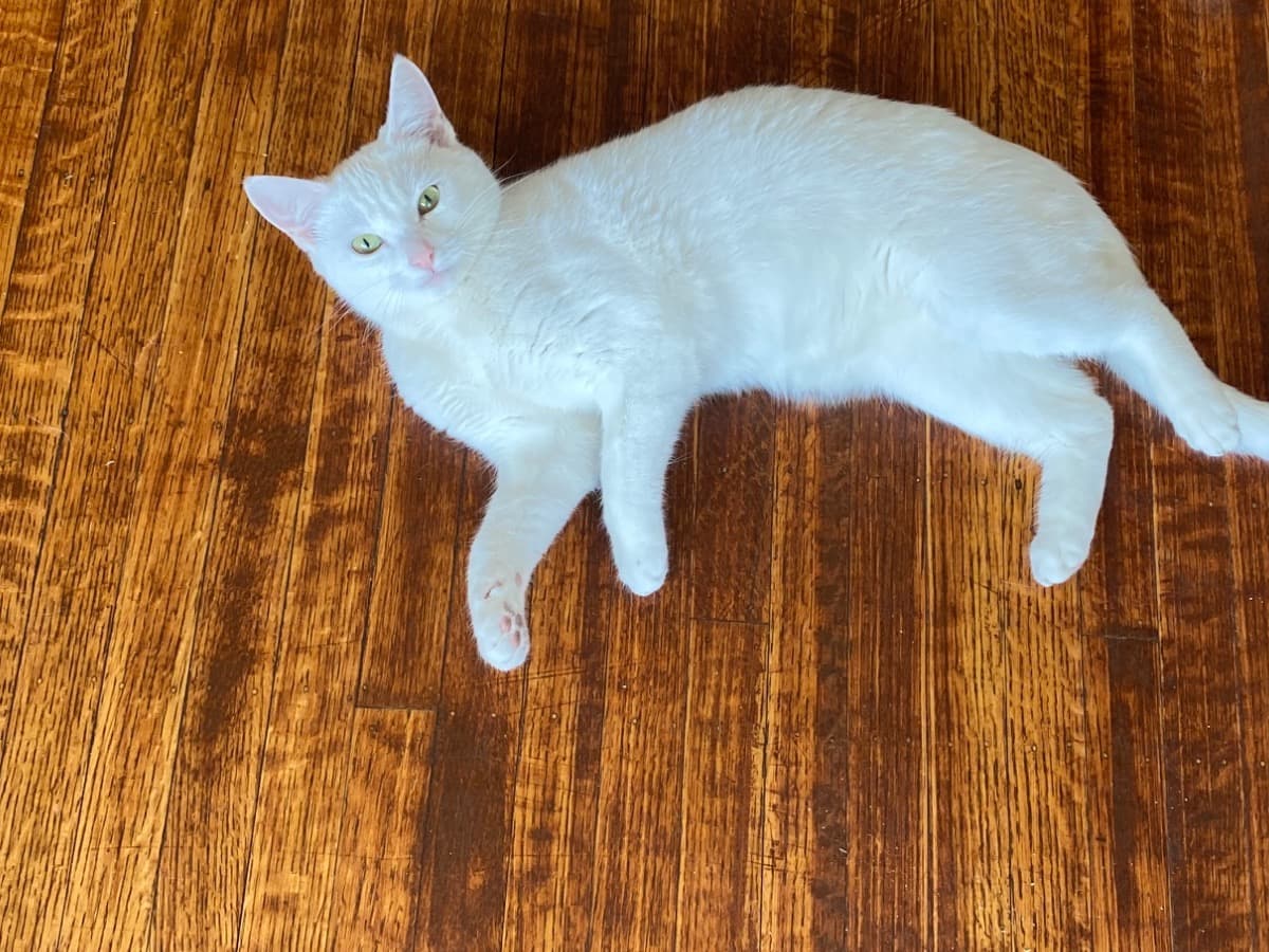 Siamese 1 year 1 month old female named Arwen for breeding in Vancouver, British Columbia | Petmeetly