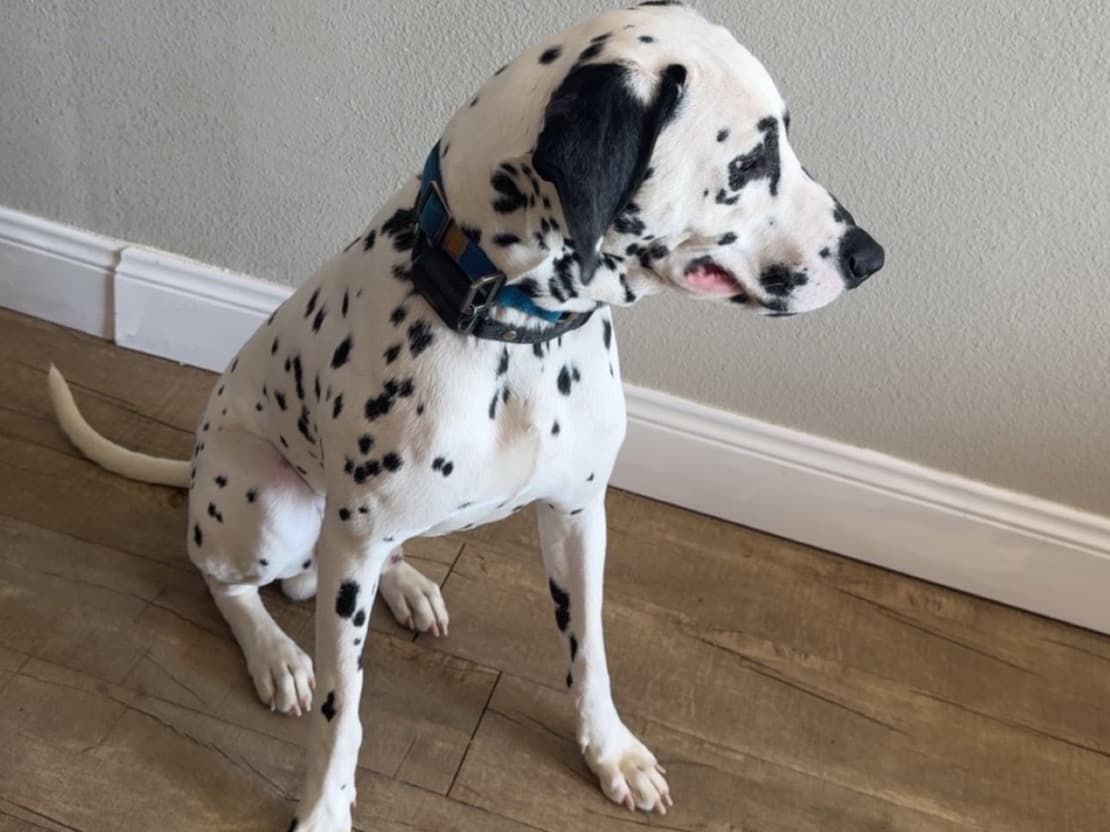 Dalmatian 1 year old male medium named gizmo for breeding in Colorado Springs, Colorado | Petmeetly