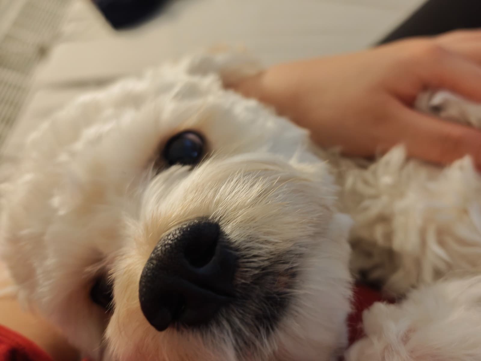 Cavalier King Charles Spaniel 1 year old male small named Mochi for breeding in New York, New York | Petmeetly