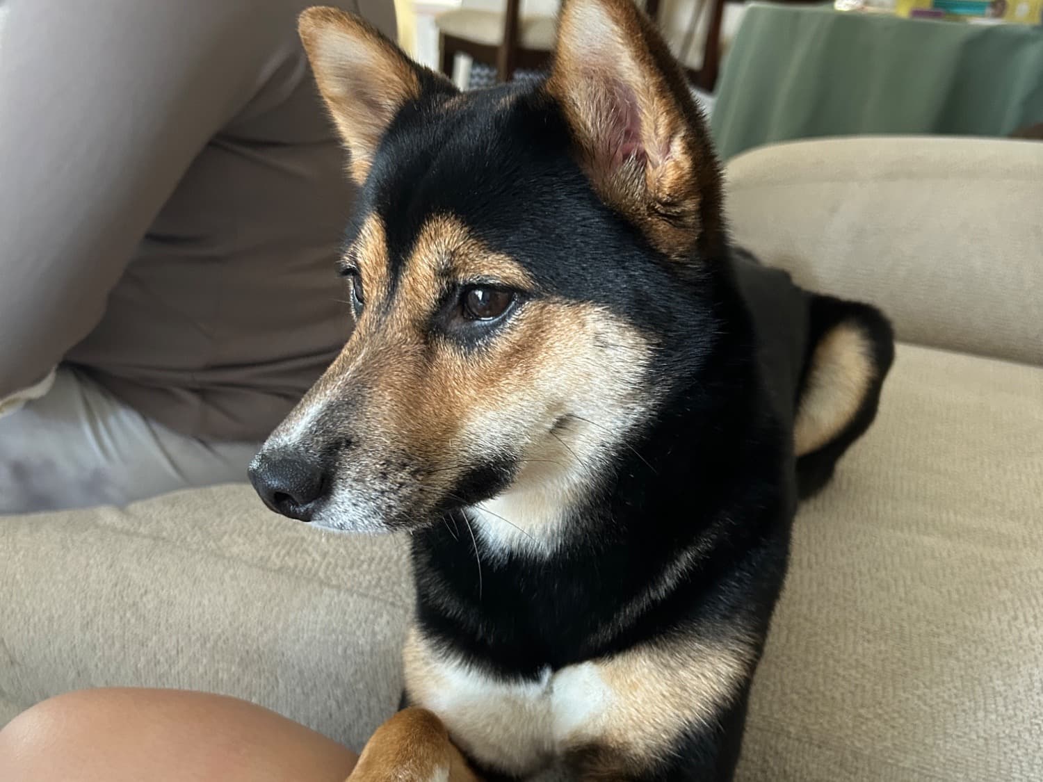 Shiba Inu 2 years 8 months old female medium named Raven for breeding in San Diego, California | Petmeetly