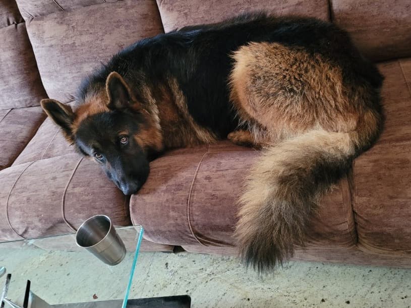 German Shepherd 5 years 6 months old male large named Bruno for breeding in Bengaluru, Karnataka | Petmeetly