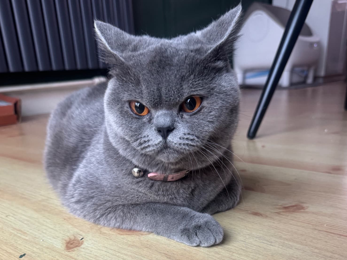 British Shorthair 1 year old female named Minnie for breeding in Whipsnade, England | Petmeetly