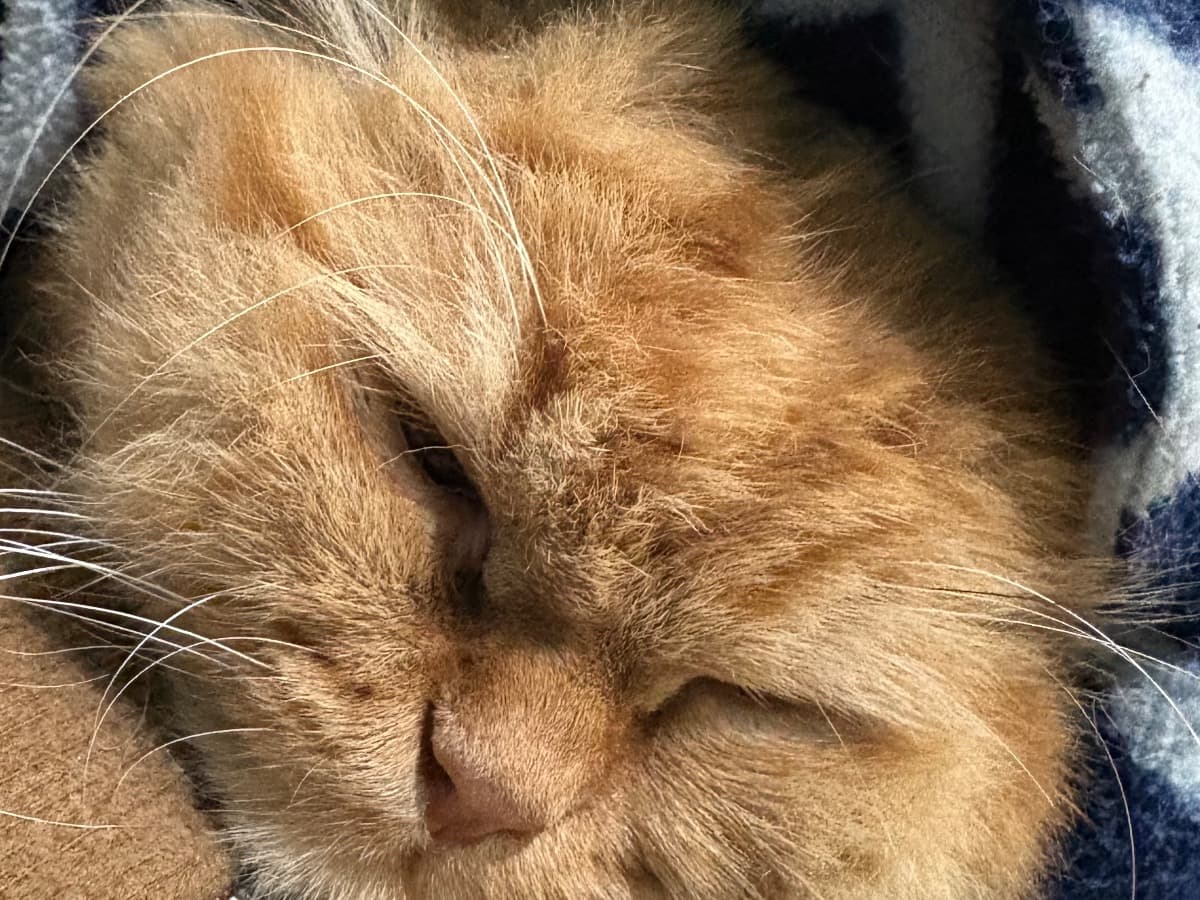 Persian 1 year 3 months old female named flame for breeding in Dera Bassi, Punjab | Petmeetly