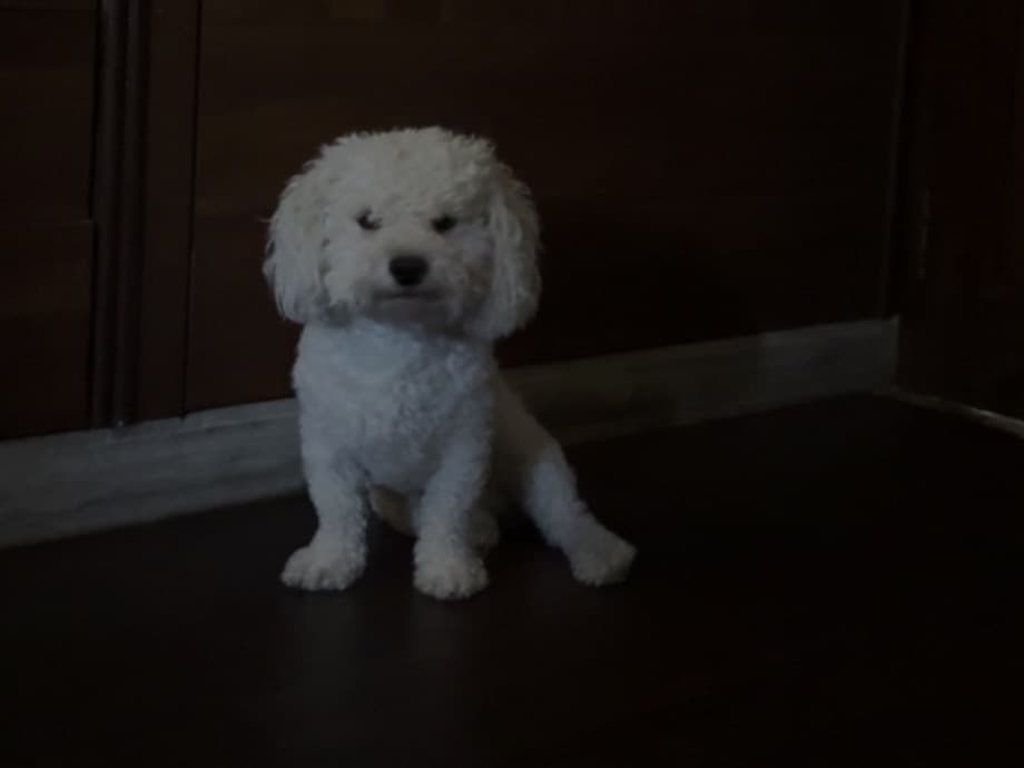Bichon Frise 3 years old male small named snow for breeding in Jaipur, Rajasthan | Petmeetly
