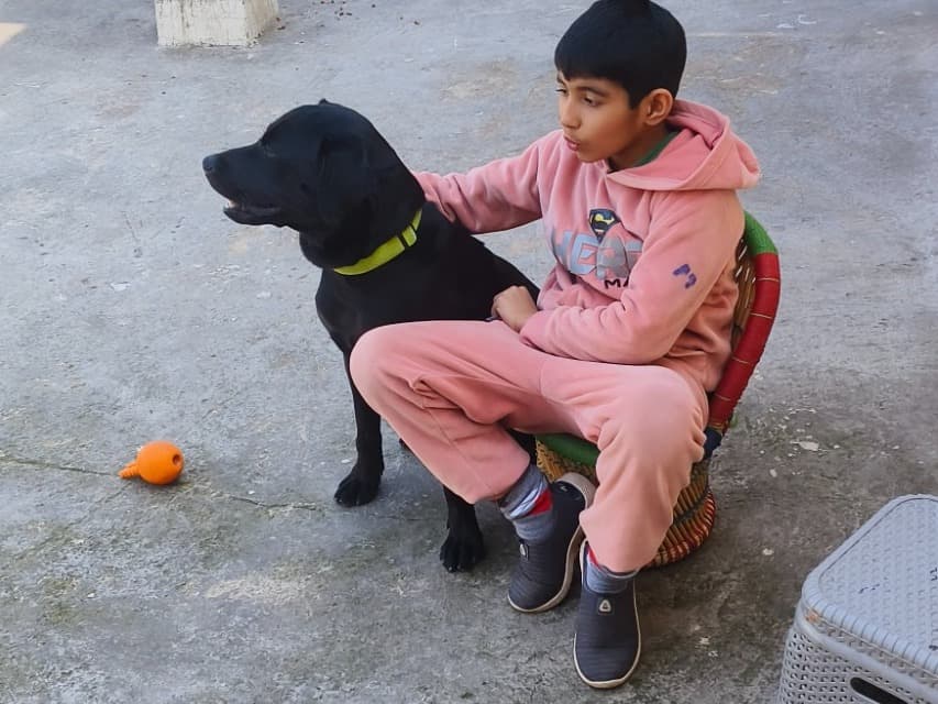 Labrador Retriever 1 year old male medium named LEO for breeding in New Delhi, Delhi | Petmeetly