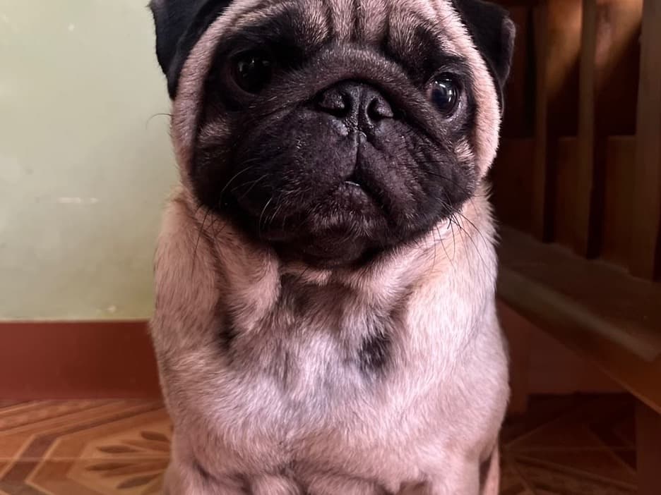 Pug 2 years 4 months old male small named Shadow for breeding in Guduvancheri, Tamil Nadu | Petmeetly