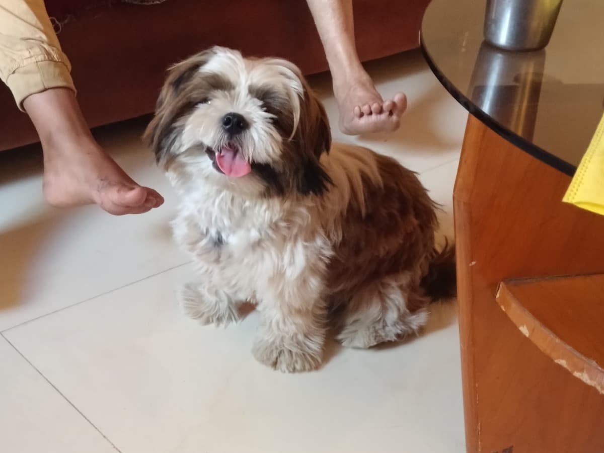 Shih Tzu 1 year 2 months old female medium named MALU for breeding in Vadodara, Gujarat | Petmeetly