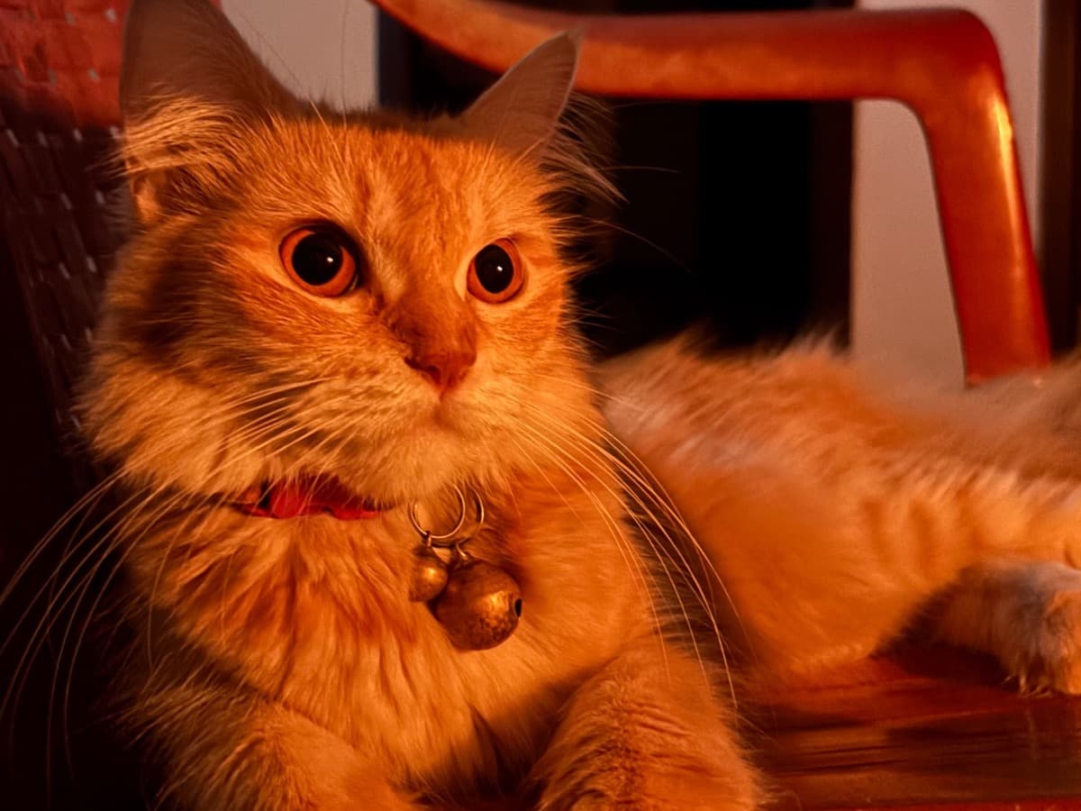 Persian 2 years 5 months old female named pari for breeding in Navalur, Tamil Nadu | Petmeetly