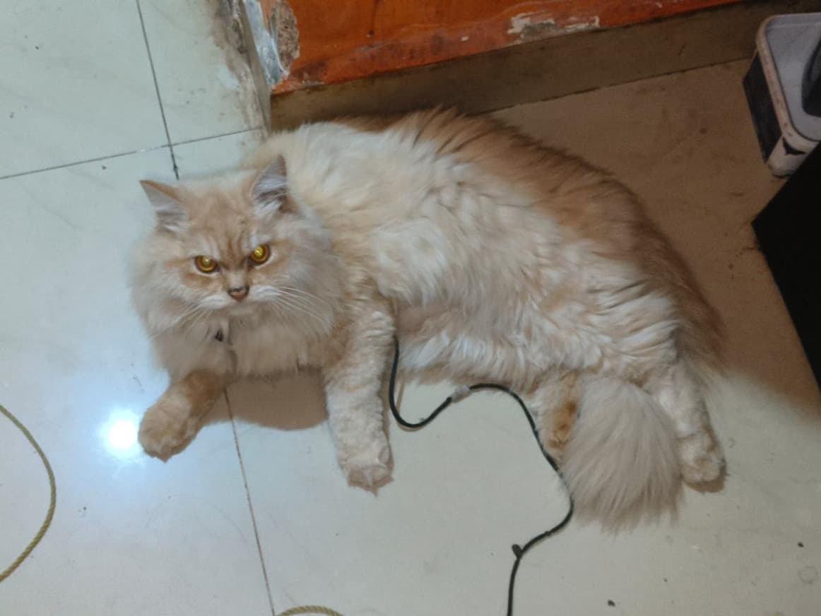 Persian 1 year 3 months old female named Momo for breeding in Saligao, Goa | Petmeetly