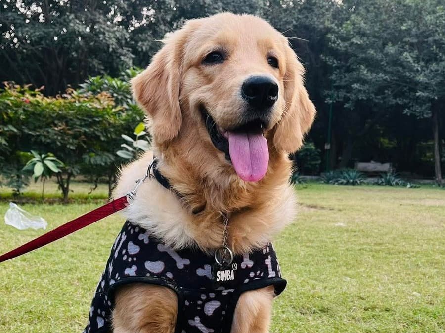 Golden Retriever 1 year 1 month old male medium named simba for breeding in Delhi, Delhi | Petmeetly