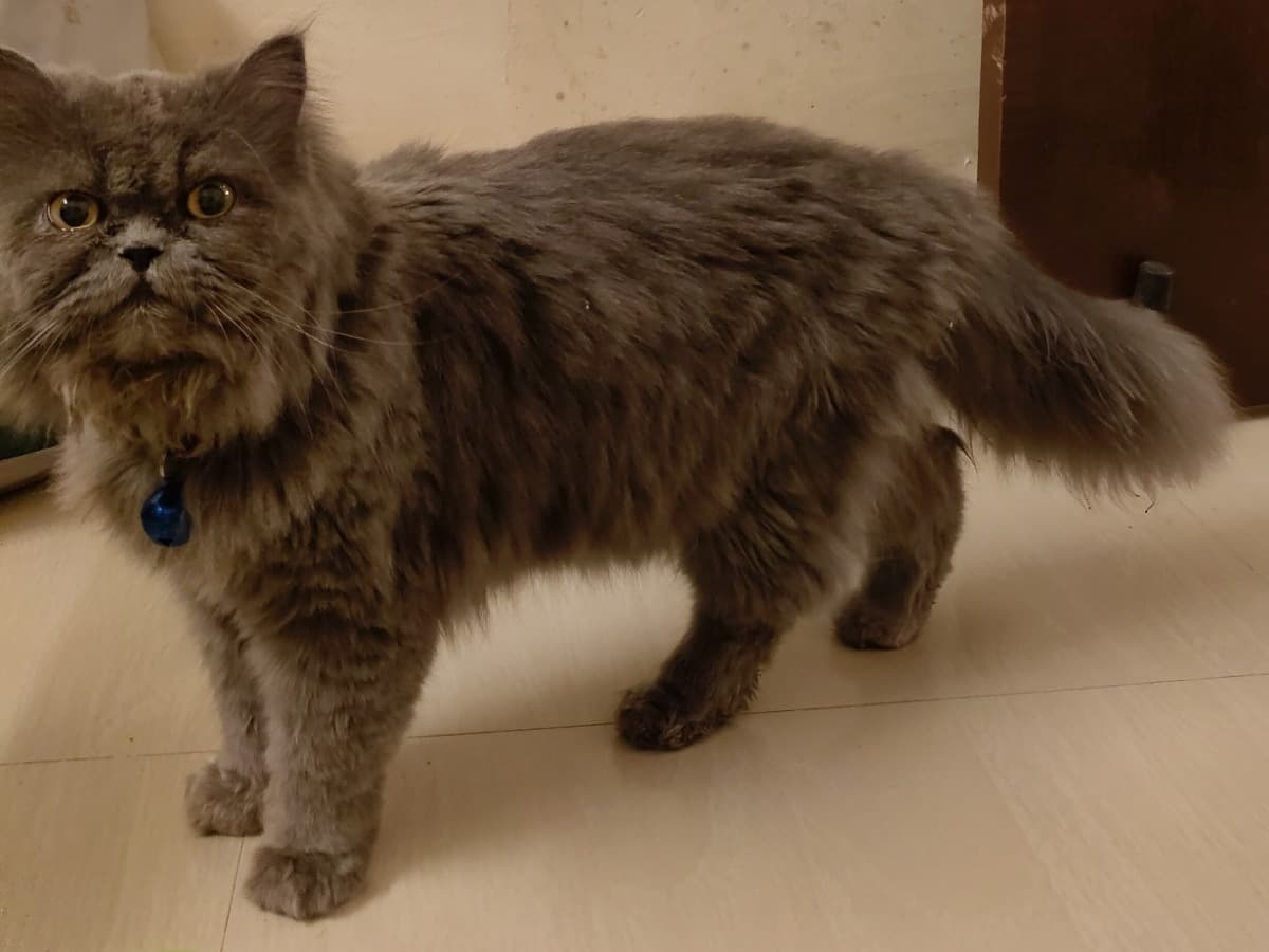 Persian 1 year 5 months old male named Zorik for breeding in Greater Noida, Uttar Pradesh | Petmeetly