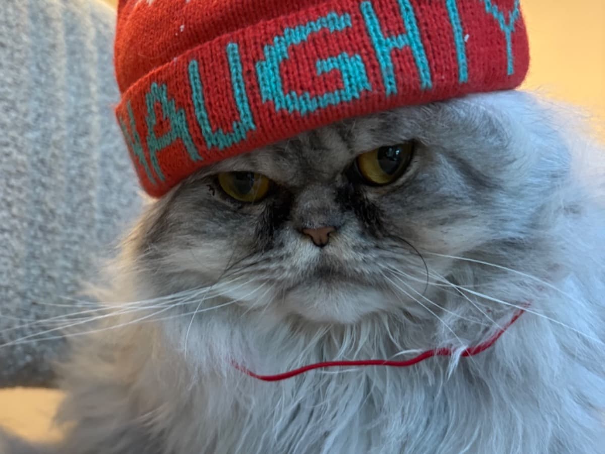 Persian 2 years old male named Remy for breeding in Heald Green, England | Petmeetly