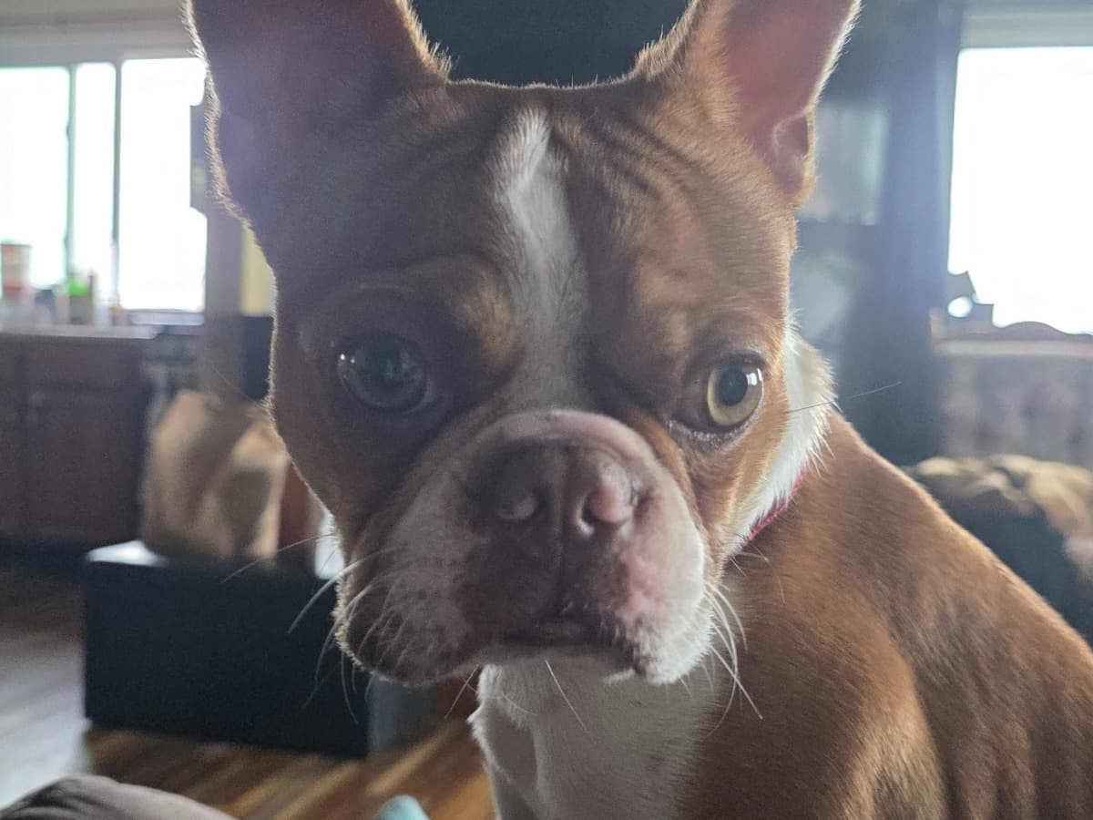 Boston Terrier 1 year 1 month old male small named Rusty for breeding in Camden, Ohio | Petmeetly