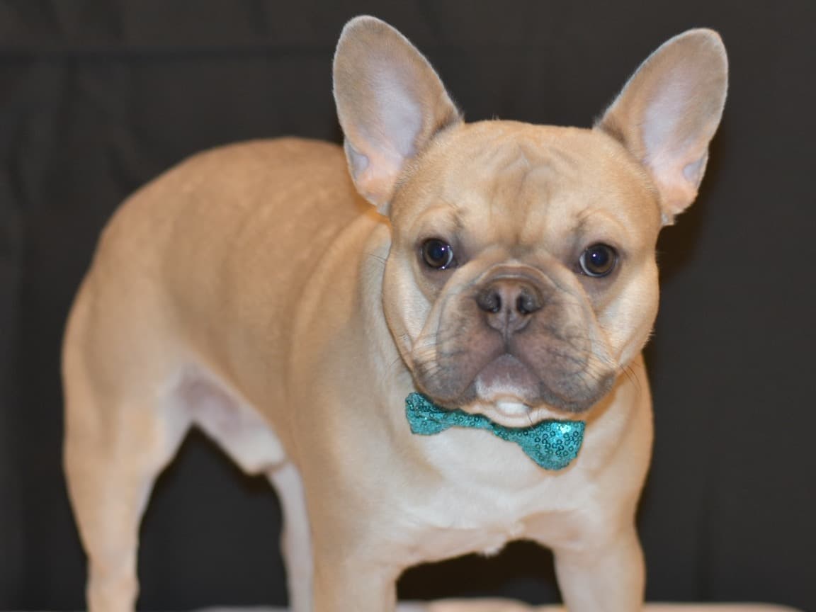 French Bulldog 1 year 3 months old male medium named Kobe for breeding in Fort Smith, Arkansas | Petmeetly