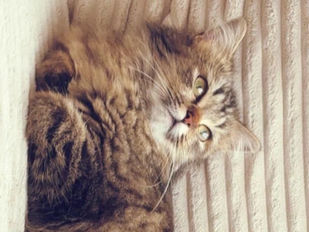 Tabby 1 year old female named mia for breeding in Shepperton, England | Petmeetly