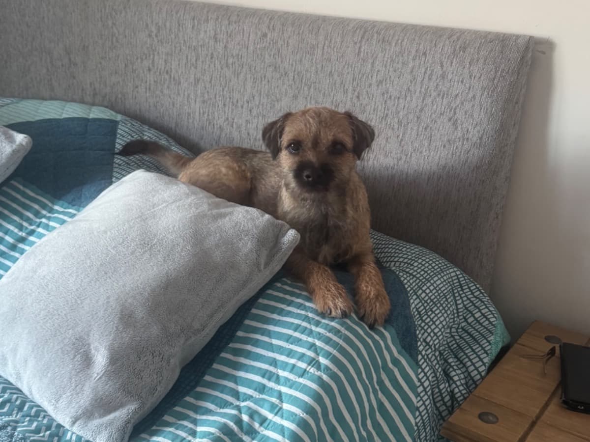 Border Terrier 1 year old female small named Diana for breeding in Lancashire, England | Petmeetly