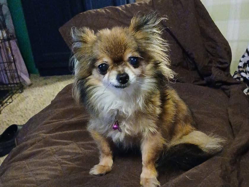 Chihuahua 9 years old female small named bobo for breeding in Coon Rapids, Minnesota | Petmeetly