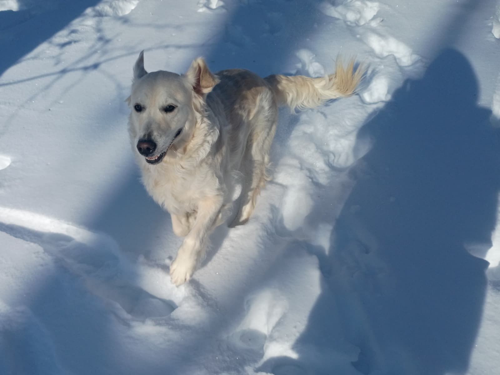 Golden Retriever 3 years 6 months old female large named Saturn for breeding in Centralia, Illinois | Petmeetly