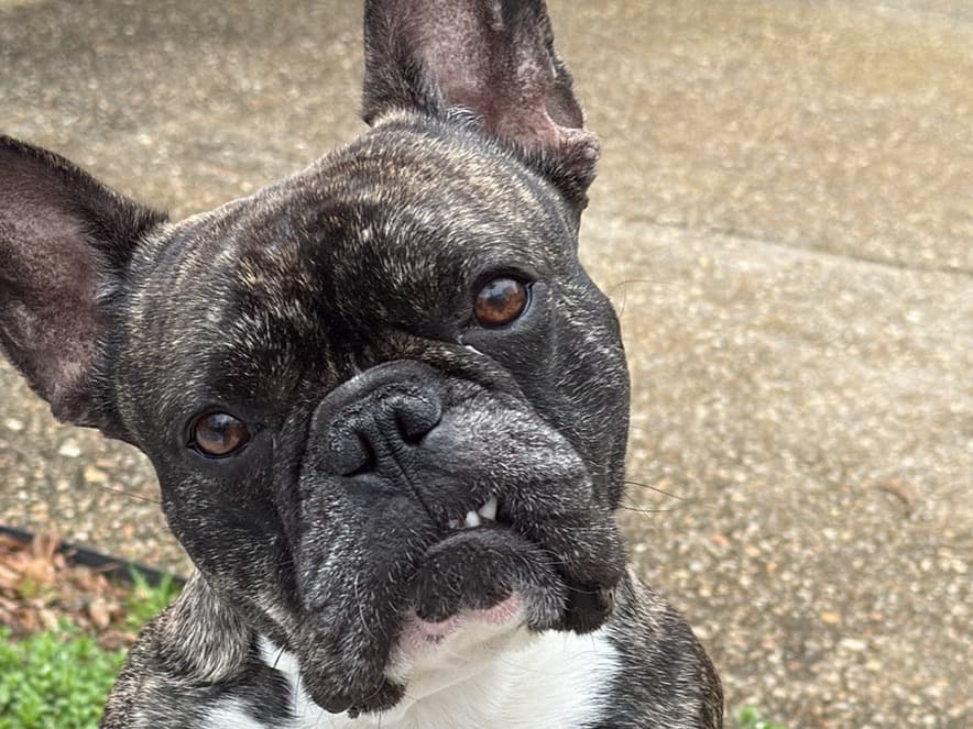 French Bulldog 2 years old male large named Bruno for breeding in Columbus, Georgia | Petmeetly