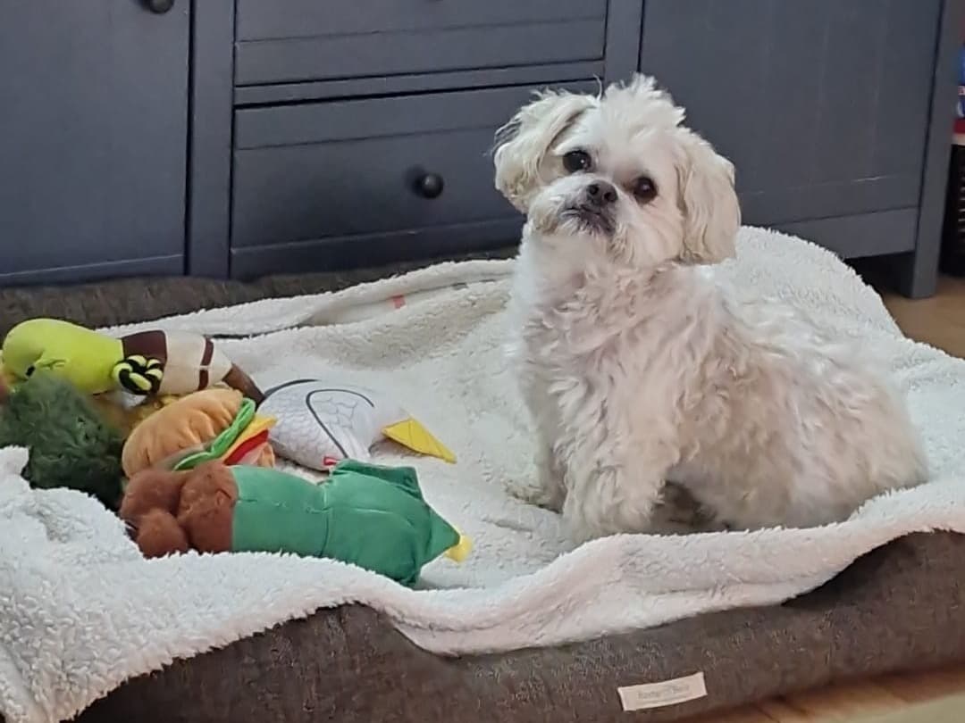 Shih Tzu 13 years 2 months old male medium named Henry for breeding in Orrell, England | Petmeetly