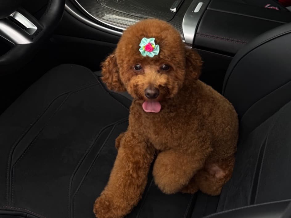 Toy Poodle 1 year 8 months old female small named jiji for breeding in New York, New York | Petmeetly