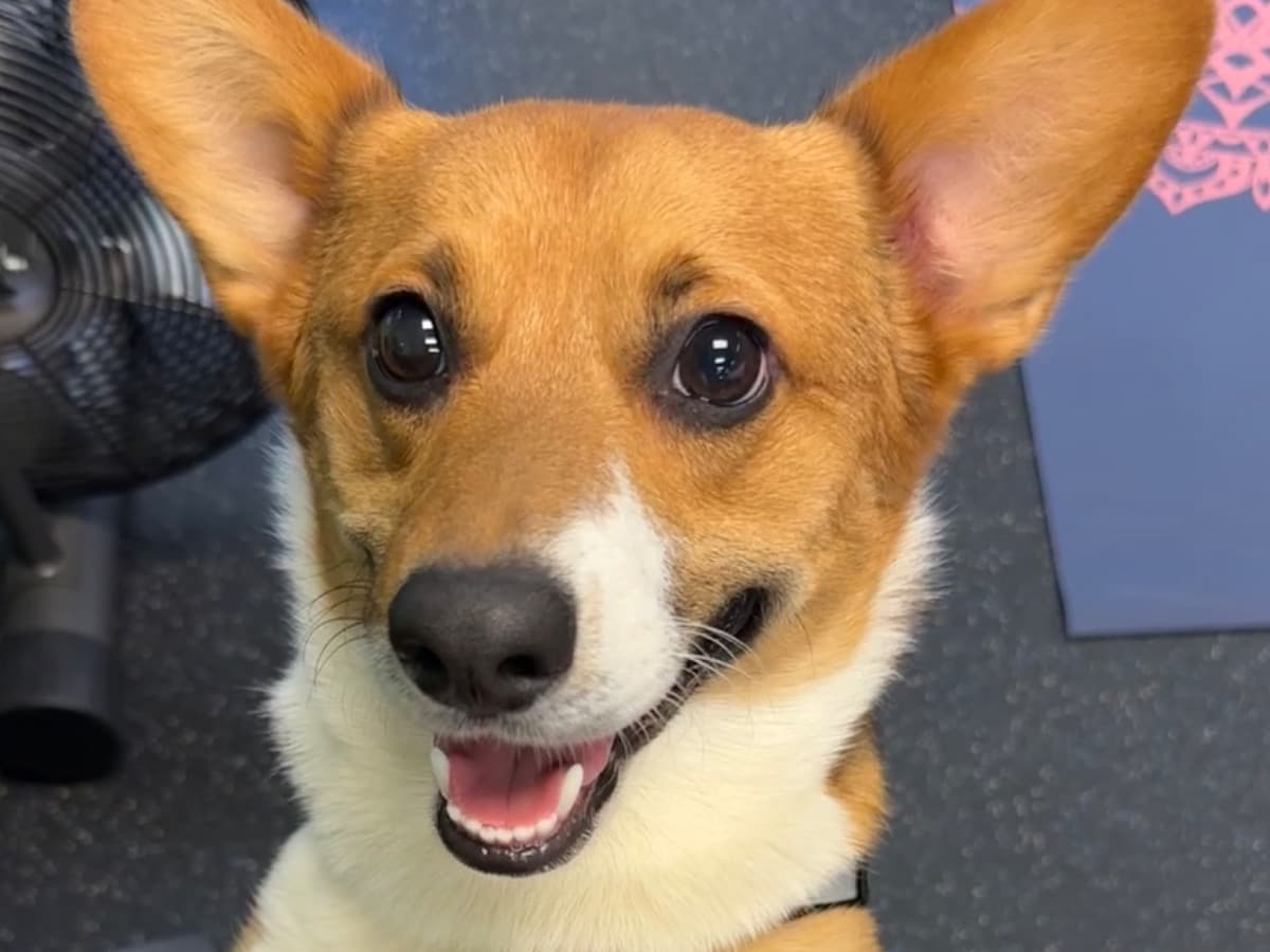 Cardigan Welsh Corgi 1 year 3 months old male small named Chubbs for breeding in Huntersville, North Carolina | Petmeetly