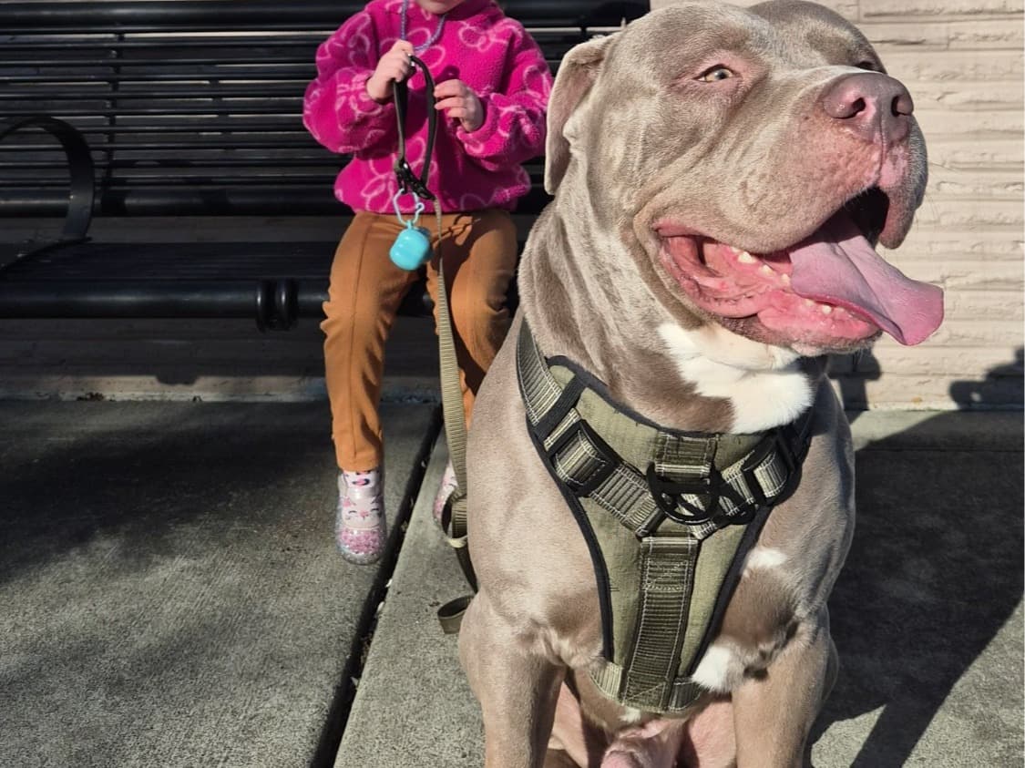 Cane Corso 3 years 8 months old male extra large named Anubis for breeding in Oak Harbor, Washington | Petmeetly