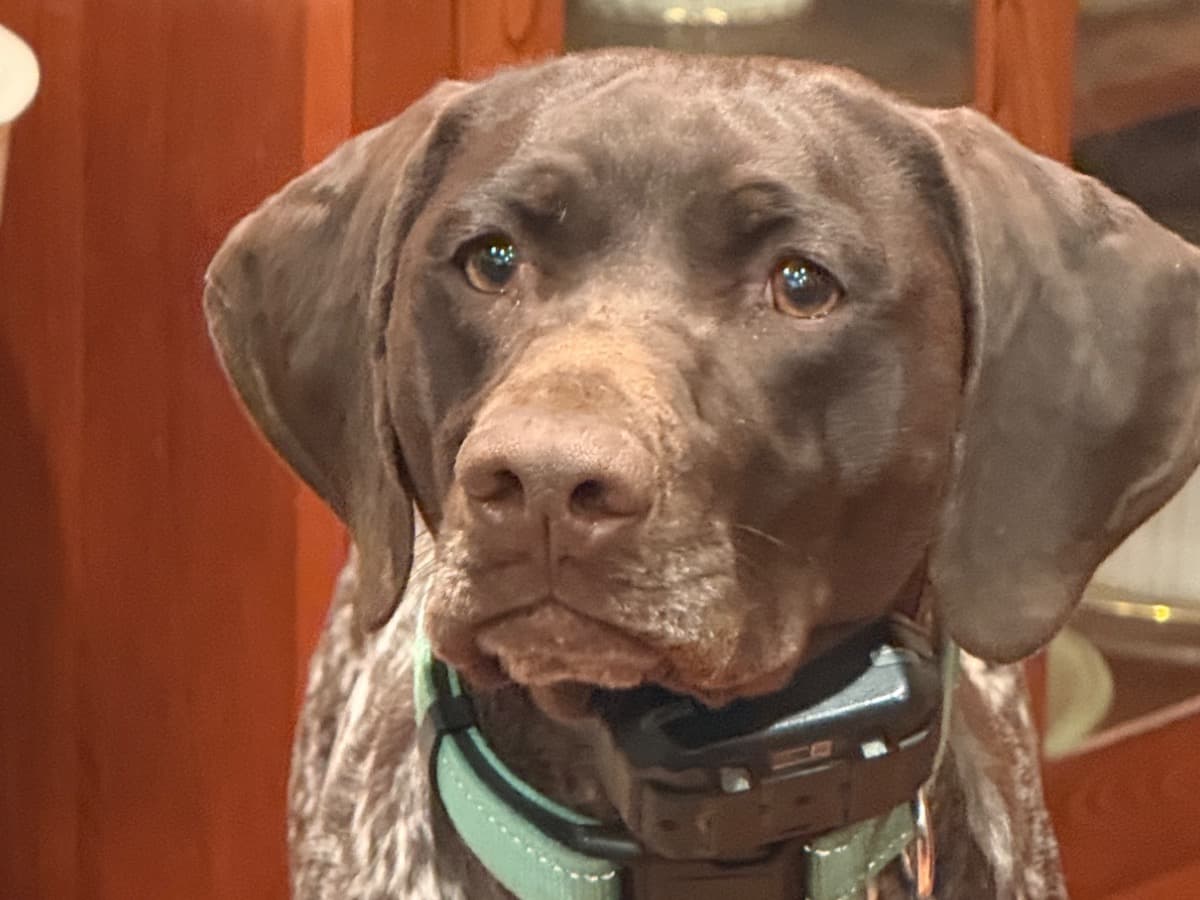 German Shorthaired Pointer 2 years old female medium named Gabby for breeding in Browntown, Virginia | Petmeetly