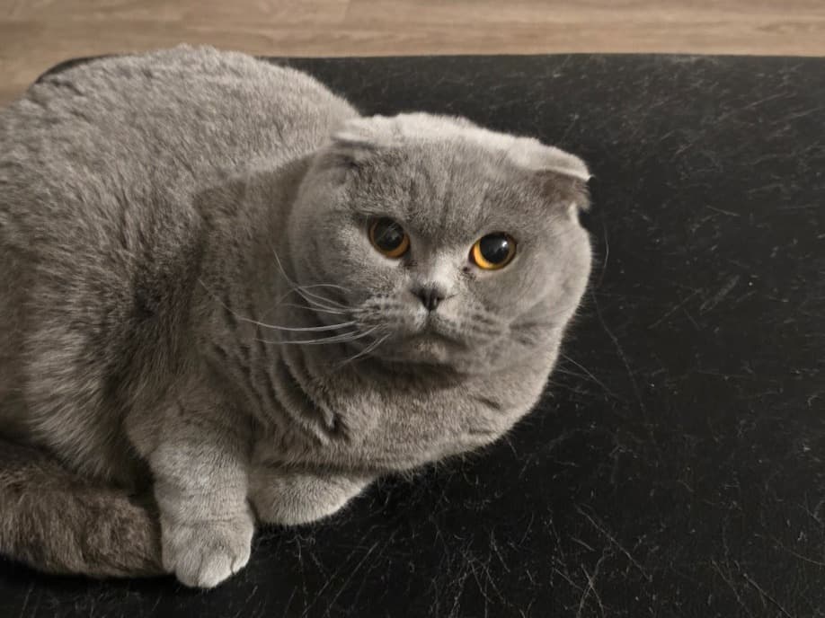 Scottish Fold 5 years 3 months old female named Mochi for breeding in Victoria, British Columbia | Petmeetly