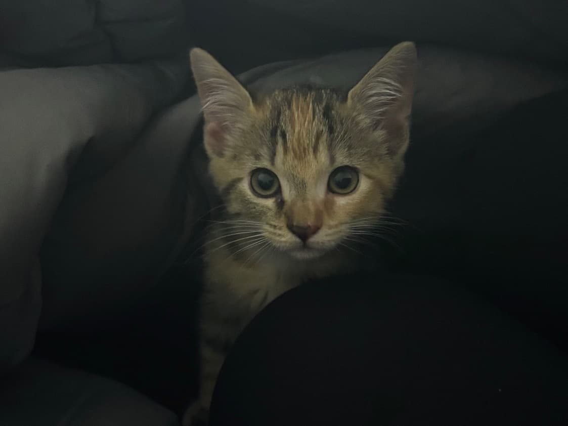 Calico 1 year old female named Nyla for breeding in Jacksonville, Florida | Petmeetly