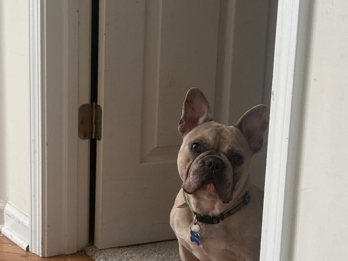 French Bulldog 4 years old male medium named Myles for breeding in Fayetteville, Georgia | Petmeetly