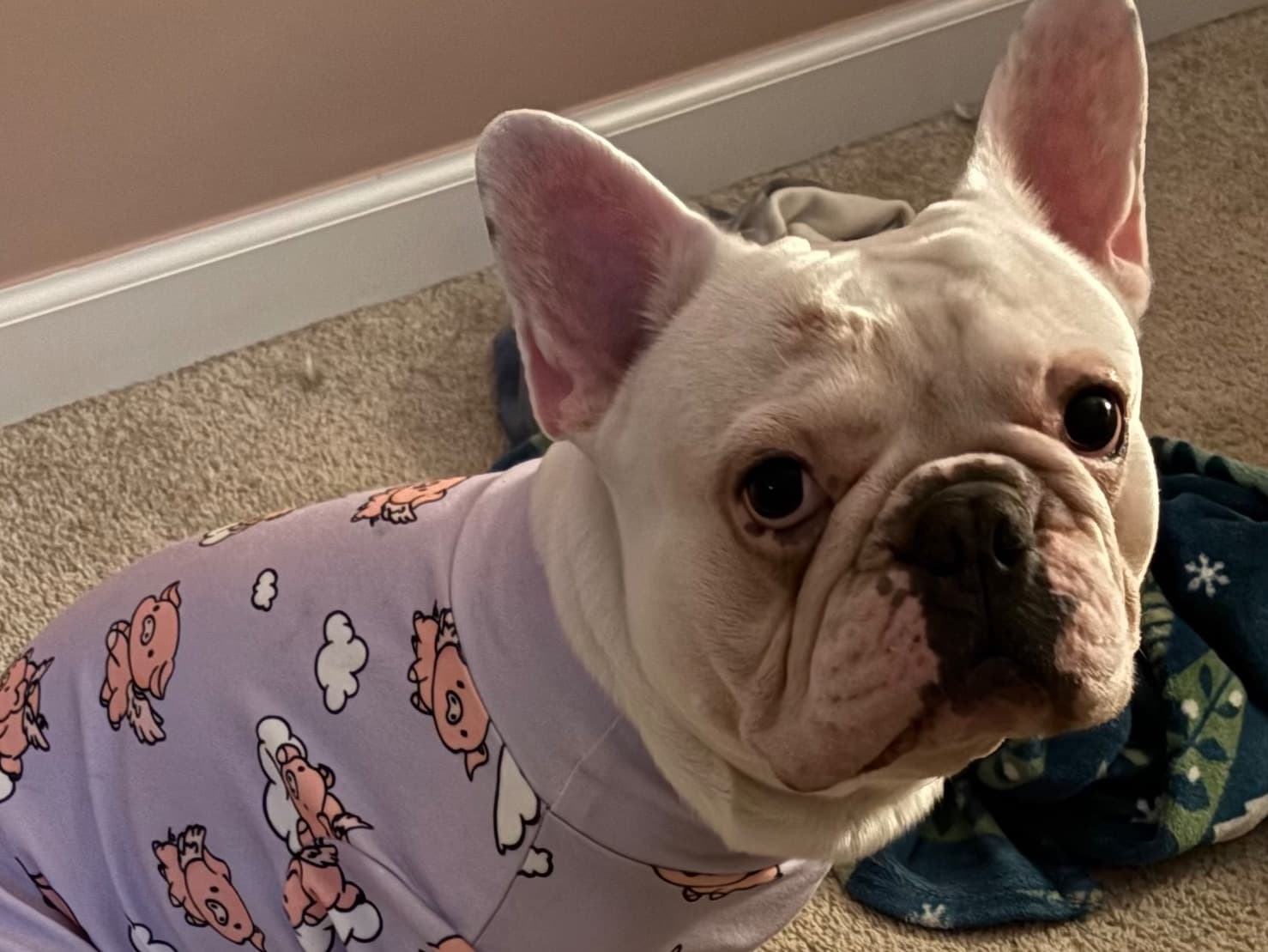 French Bulldog 5 years old male medium named Sammy for breeding in Ypsilanti, Michigan | Petmeetly