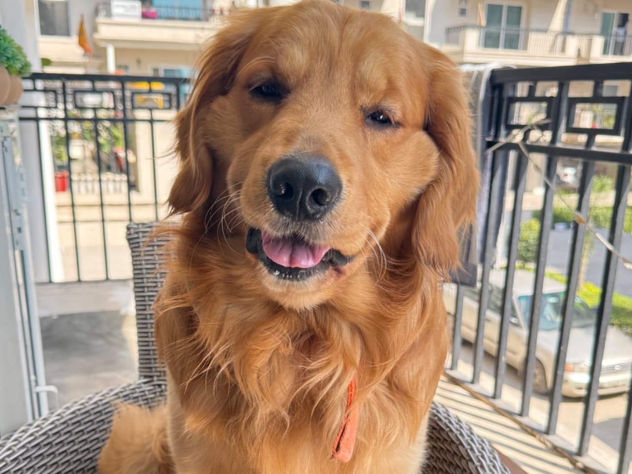 Golden Retriever 2 years old male large named Archie for breeding in Zirakpur, Punjab | Petmeetly