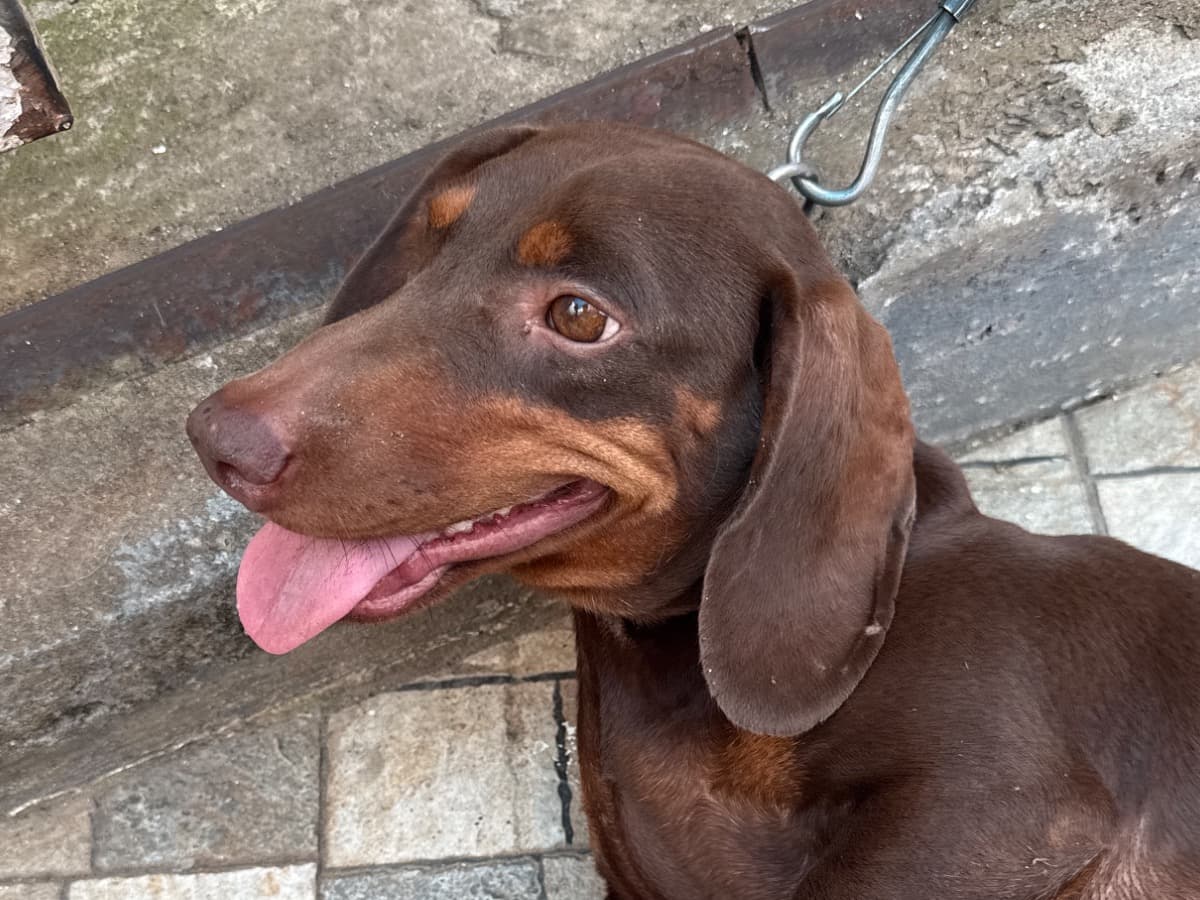 Dachshund 3 years old female medium named Ruby for breeding in Aluva, Kerala | Petmeetly