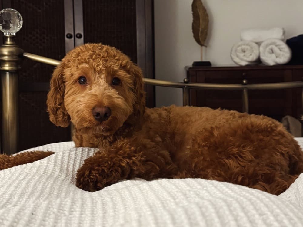 Cockapoo 1 year 3 months old male medium named Winston for breeding in Denton, England | Petmeetly