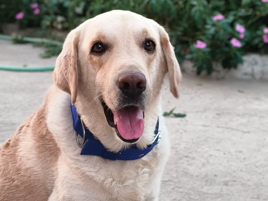 Labrador Retriever 5 years old male medium named Jackie for breeding in Chettipillayarnatham, Tamil Nadu | Petmeetly