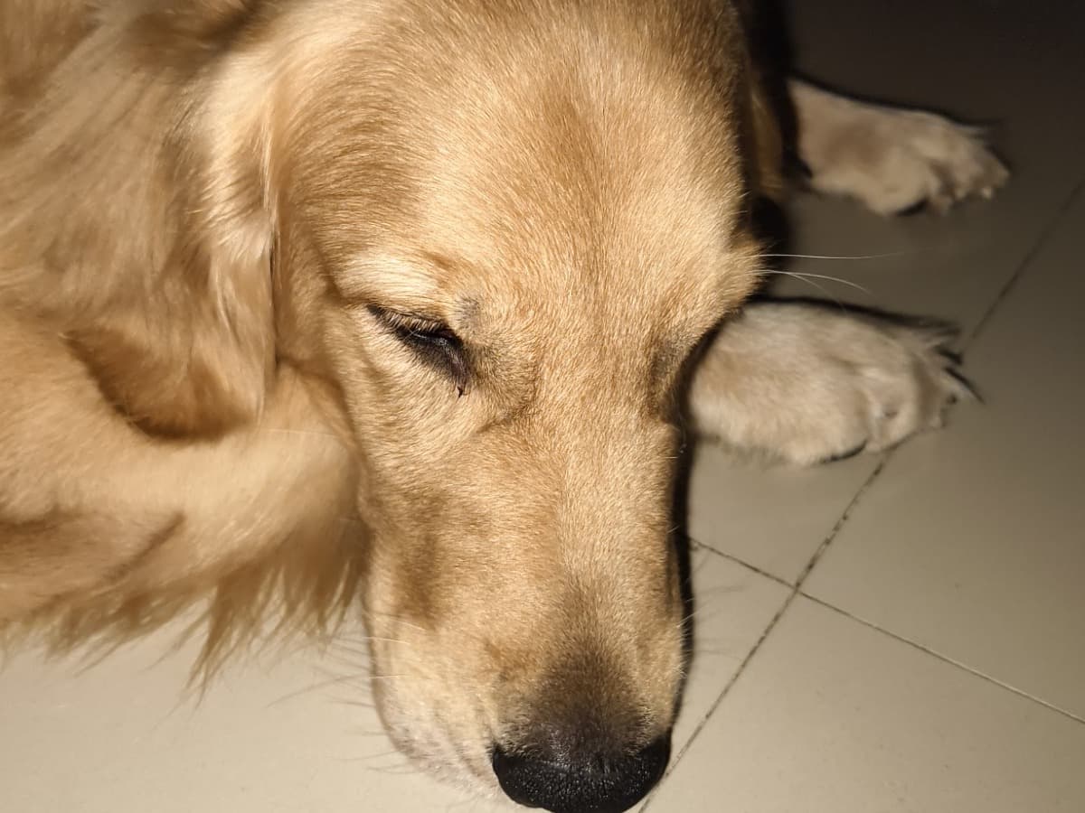 Golden Retriever 2 years old male medium named Alex for breeding in Mumbai, Maharashtra | Petmeetly