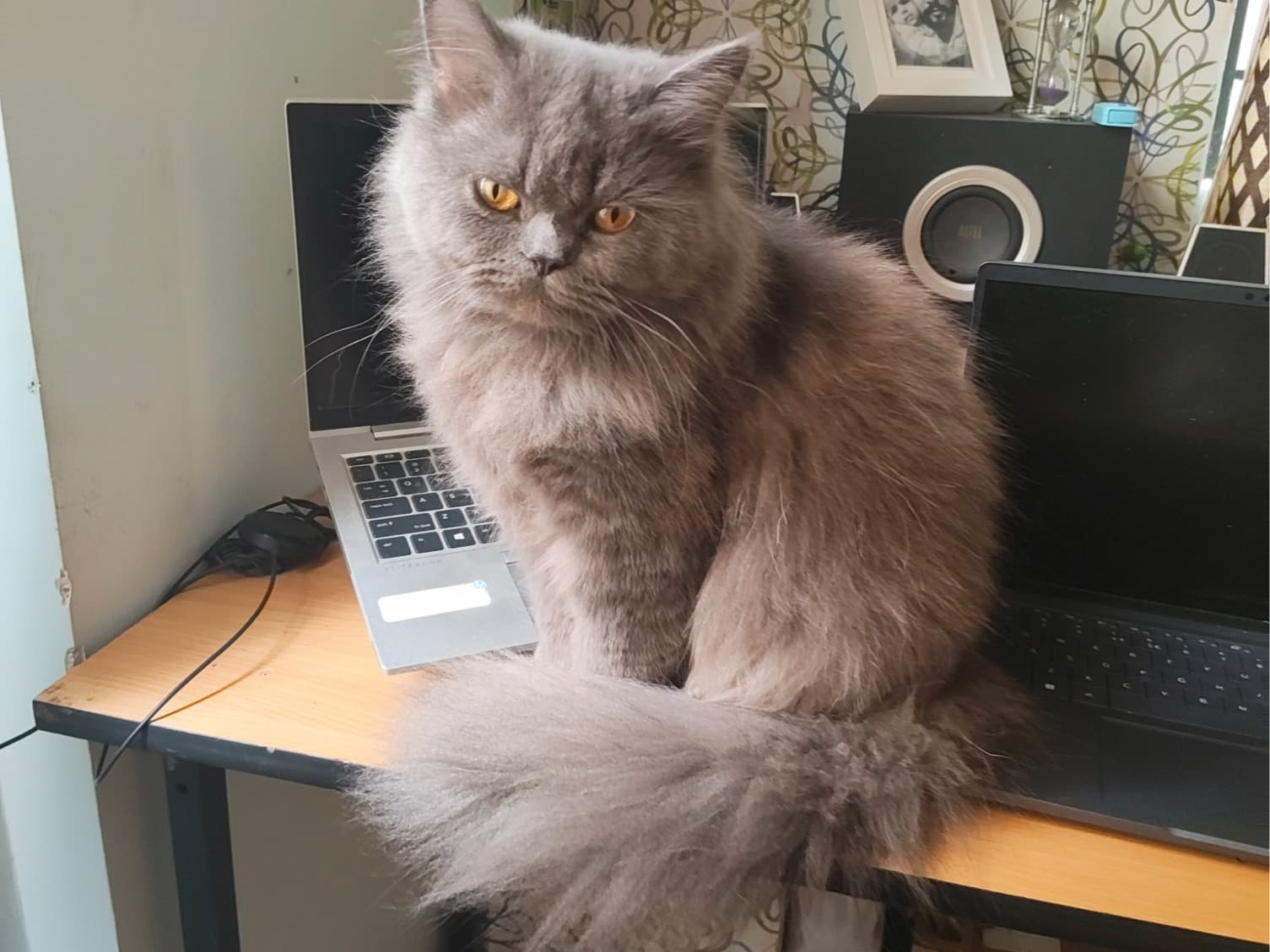 Persian 1 year 3 months old female named Flossie for breeding in Bengaluru, Karnataka | Petmeetly