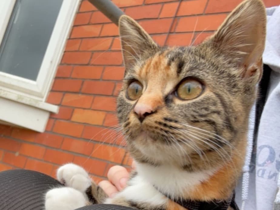 American Longhair 1 year old female named juniper for breeding in Weymouth, England | Petmeetly