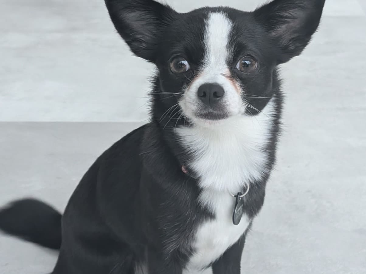 Chihuahua 2 years old female small named star for breeding in England | Petmeetly