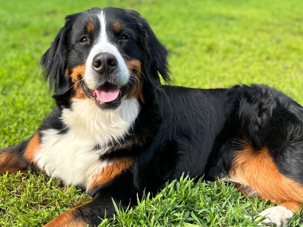 Bernese Mountain Dog 4 years old female large named Uma for breeding in Ellington, Connecticut | Petmeetly