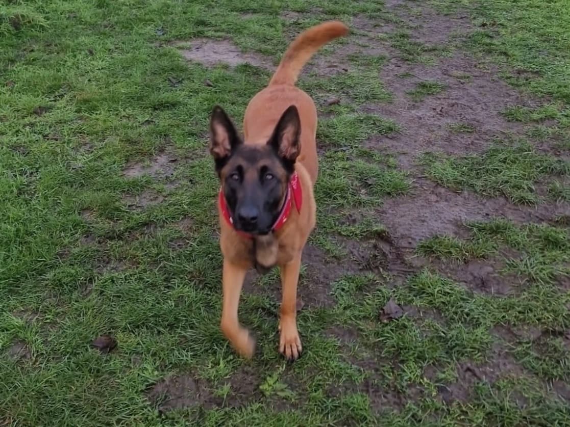 Belgian Malinois 4 years old female large named Blaze for breeding in London, England | Petmeetly