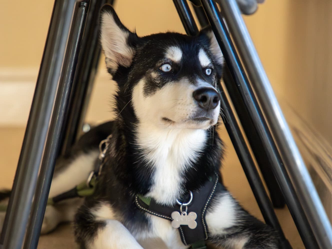 Siberian Husky 2 years old male medium named Baloo for breeding in Milton Keynes, England | Petmeetly